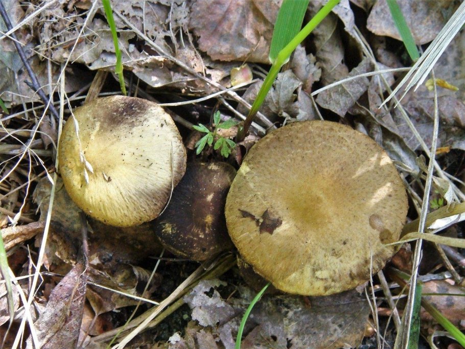 Грибы рядовки песочники