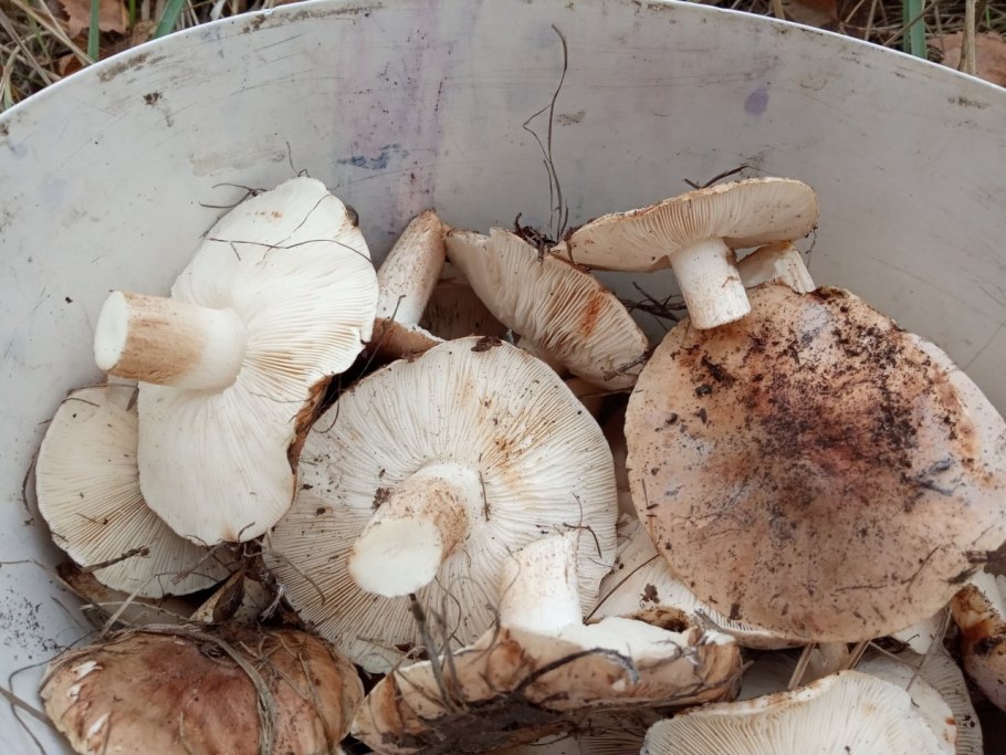 Рядовка Тополевая Tricholoma populinum