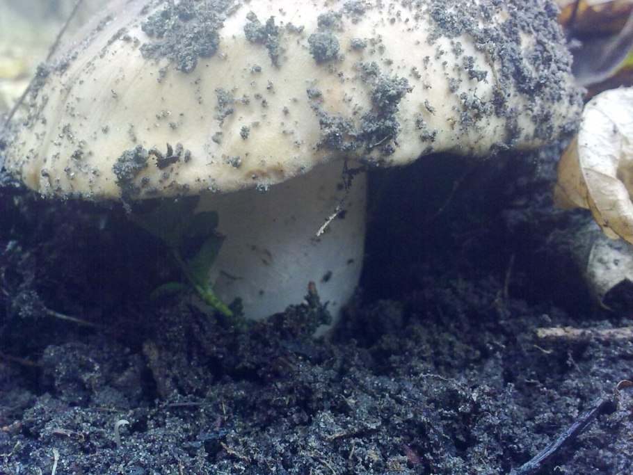 Грибы под тополем осенью