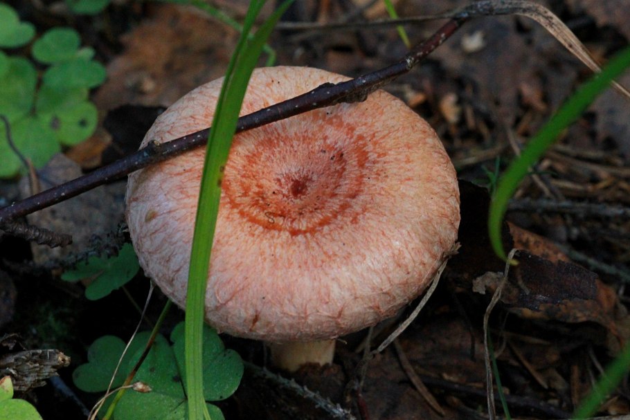 Сыроежка кроваво-красная (Russula sanguinea)