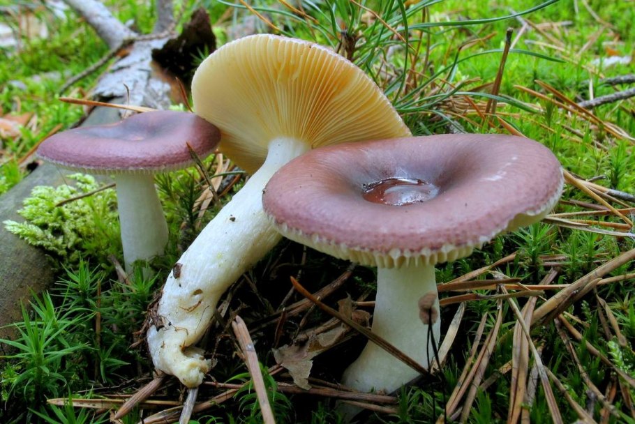 Сыроежка турецкая (Russula Turci)