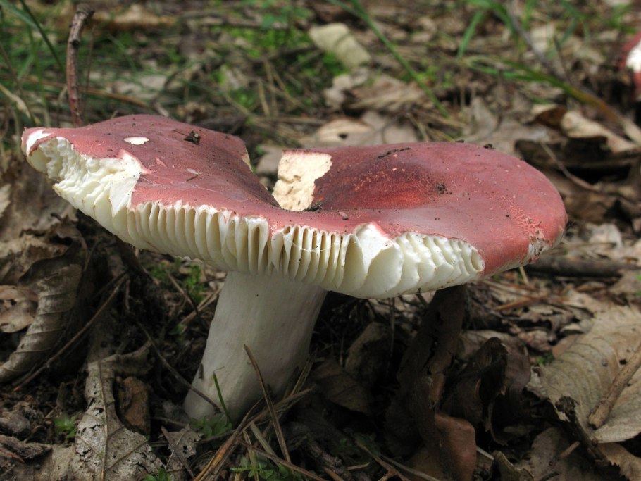 Сыроежка розовая Russula rosea