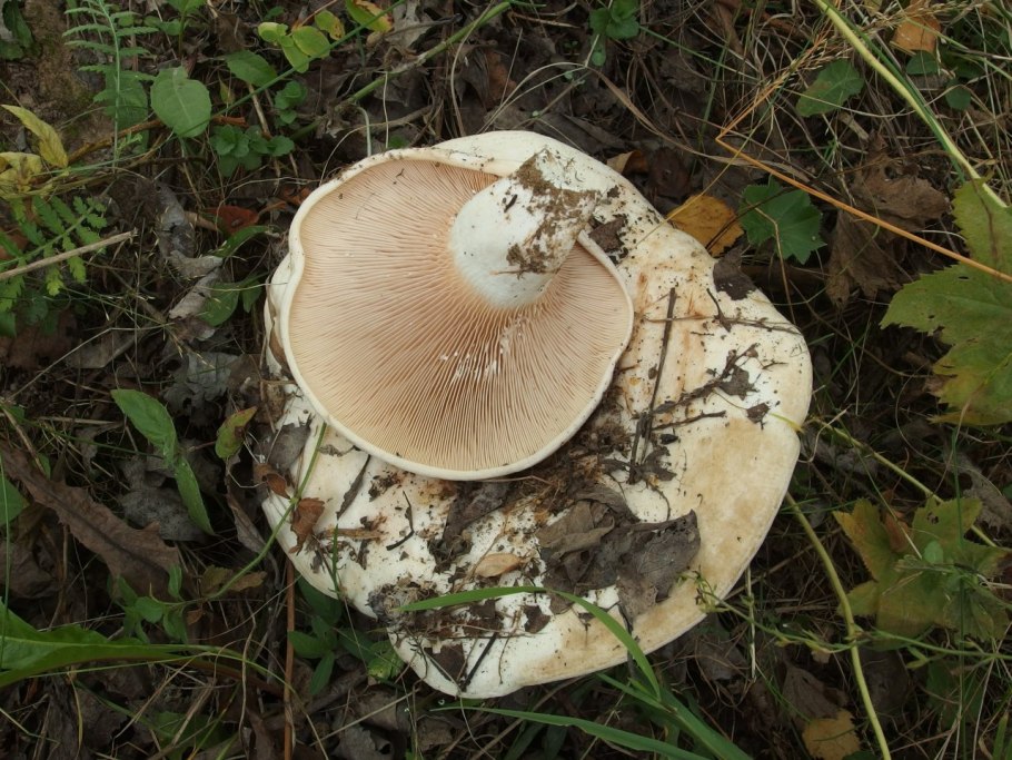 Сыроежка волнистая Russula bresadolae