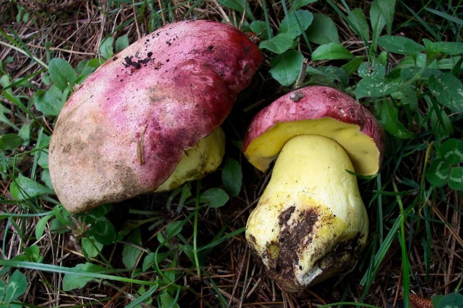 Сыроежка сардониксовая Russula Sardonia
