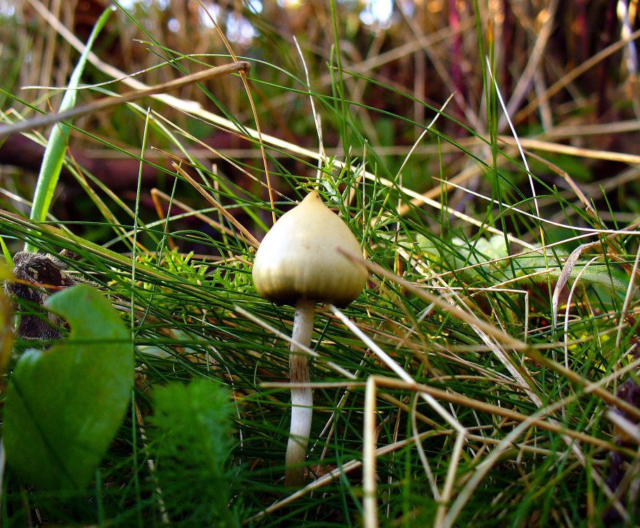 Гриб псилоцибе полуланцетовидная