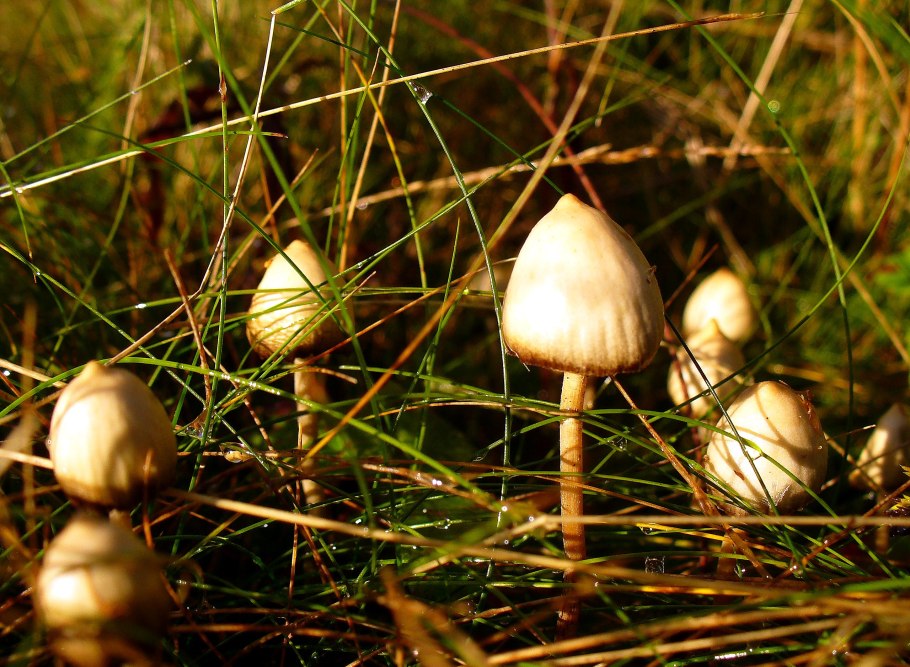 Psilocybe semilanceata