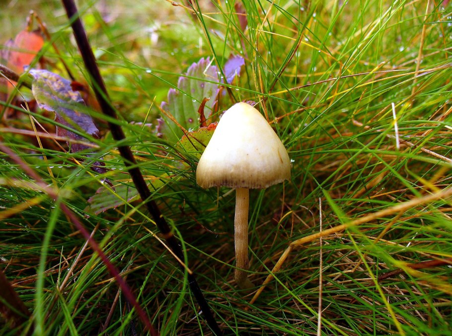 Psilocybe semilanceata