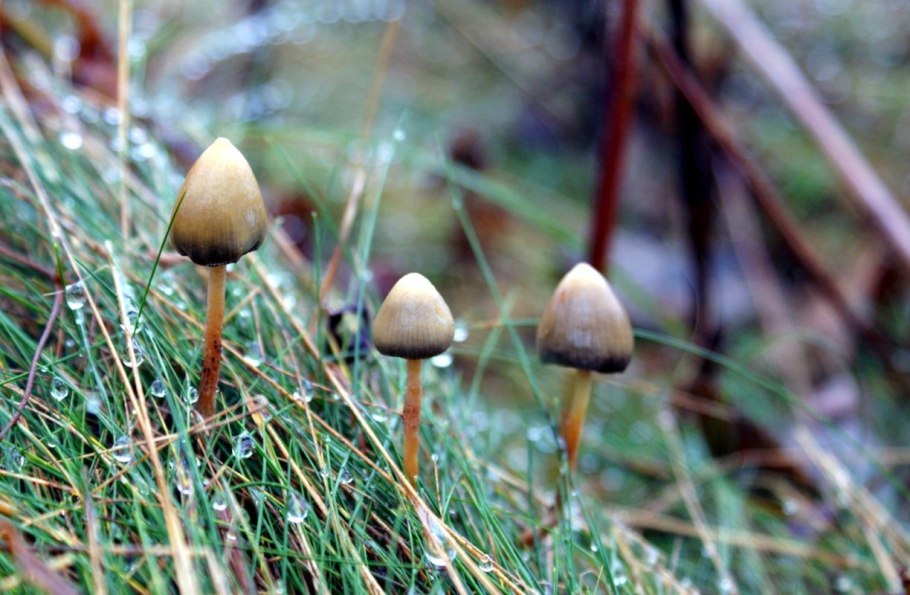 Псилоцибе ланцетовидная