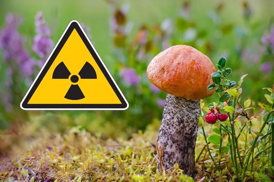 Мухомор вонючий - Amanita virosa