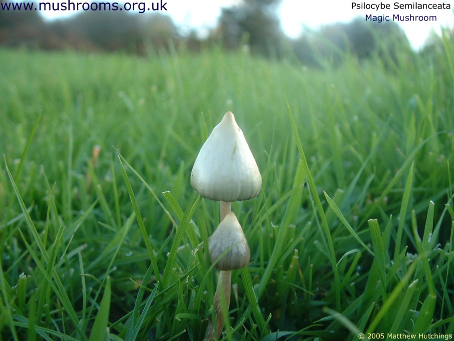 Колпак свободы псилоцибе