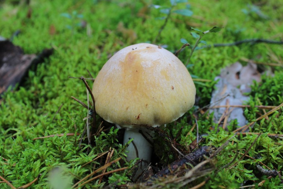 Бледная поганка вектор