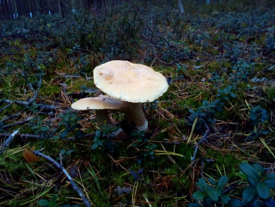 Пурпурный крест