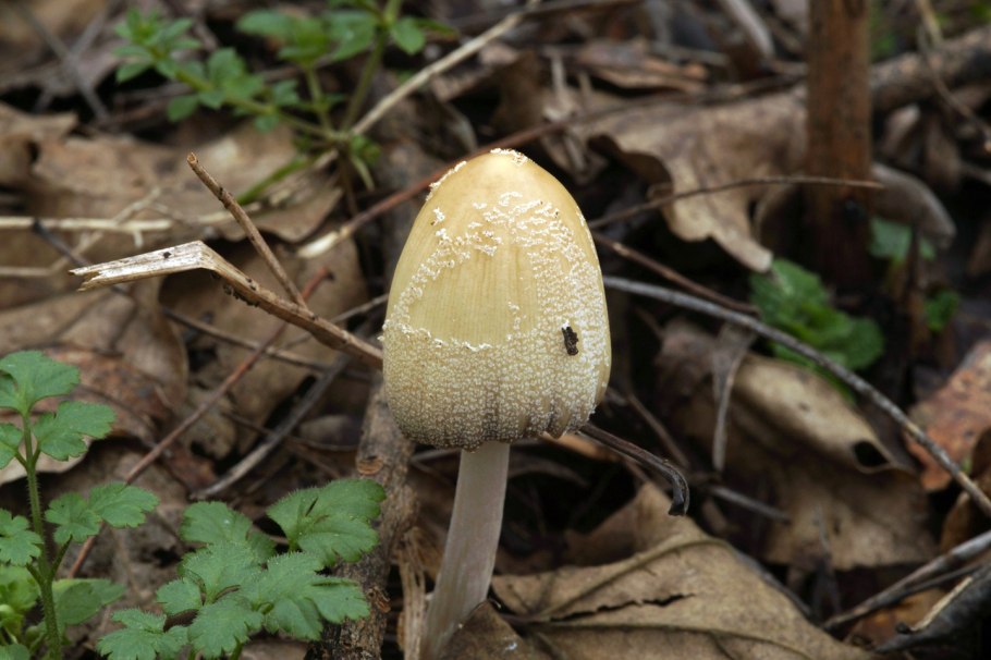 Мухомор белый (Amanita Verna)