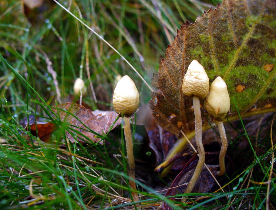 Псилоцибиновый гриб