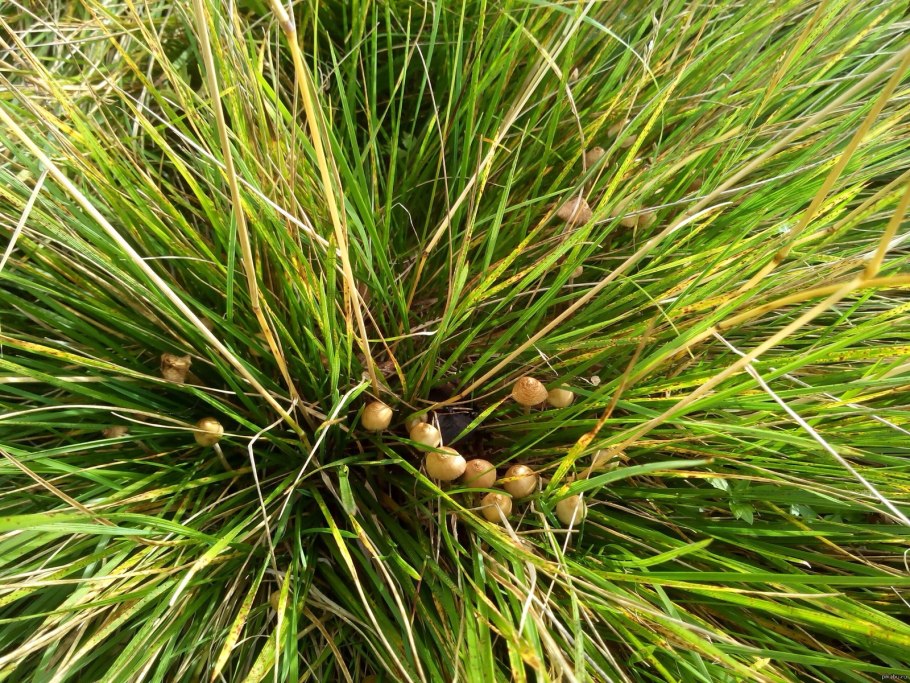 Шляпка гриба