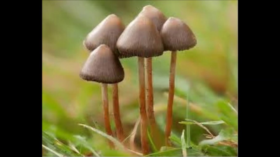 Строфария морщинисто-Кольцевая