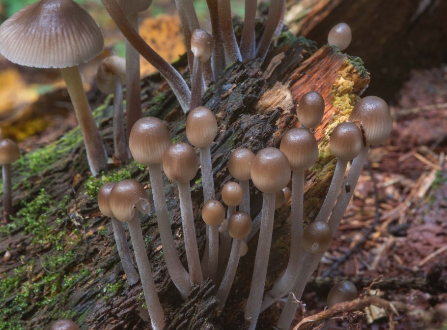 Грибы Краснодарского края