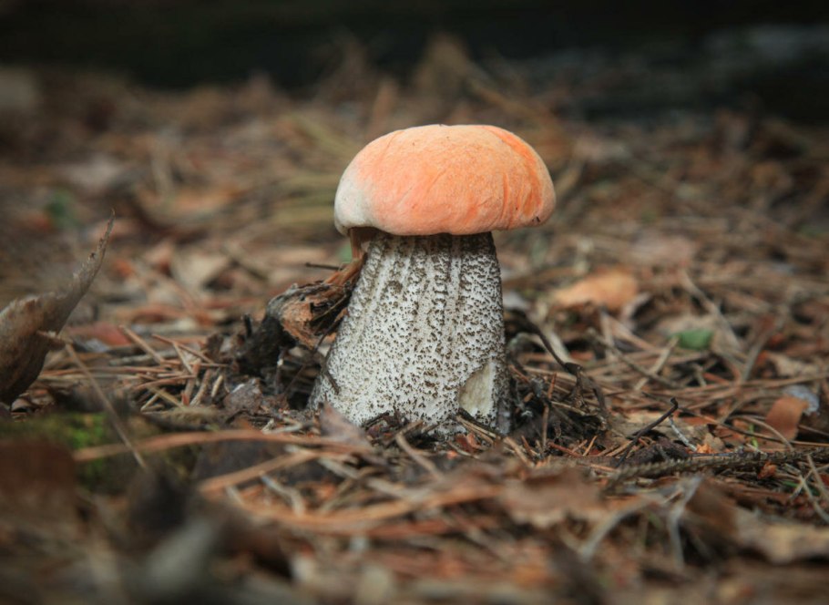 Белый мохнатый гриб