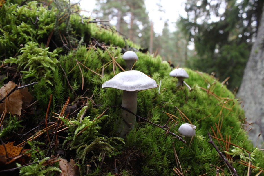 Подберёзовик шахматный