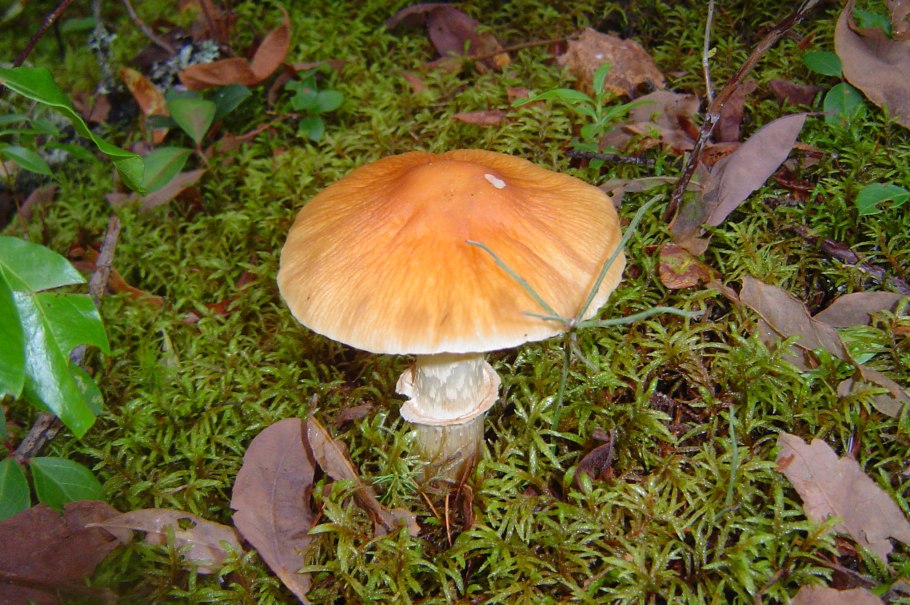 Колпак кольчатый cortinarius caperatus