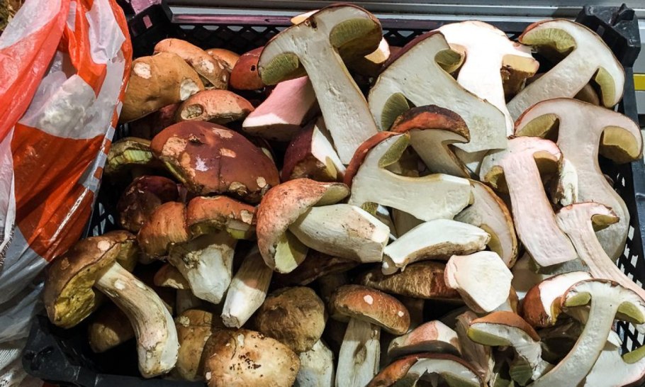 Мицена крупноспоровая гриб