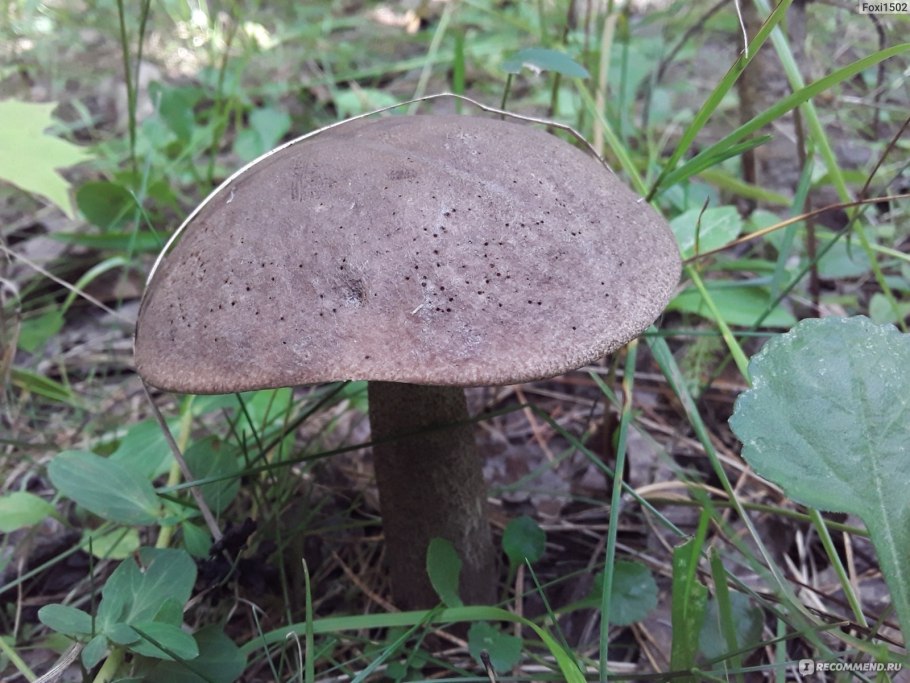 Тёмно фиолетовые грибсы