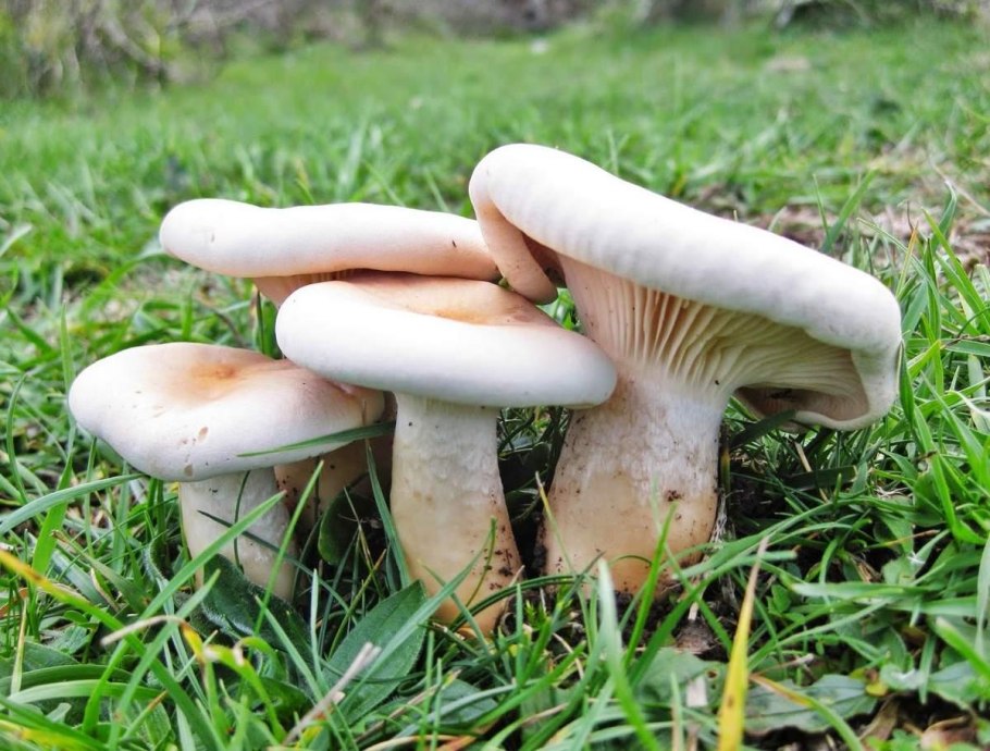 Говорушка подогнутая (Clitocybe geotropa)