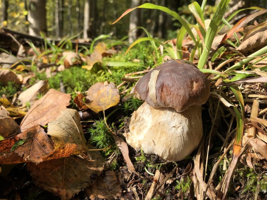 Грибы в Калининградской области