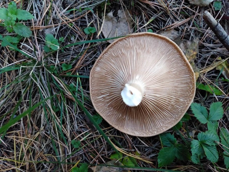 Говорушка Полевая