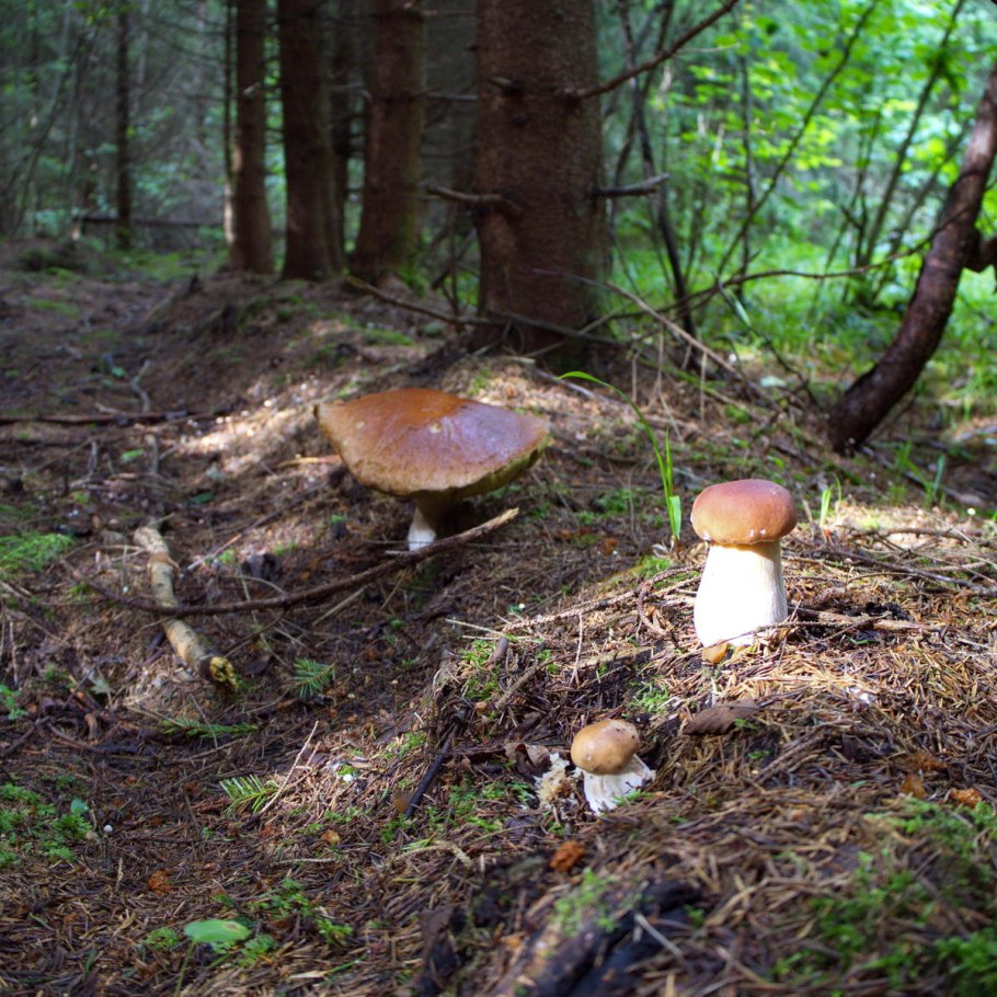 Грибы в ельнике