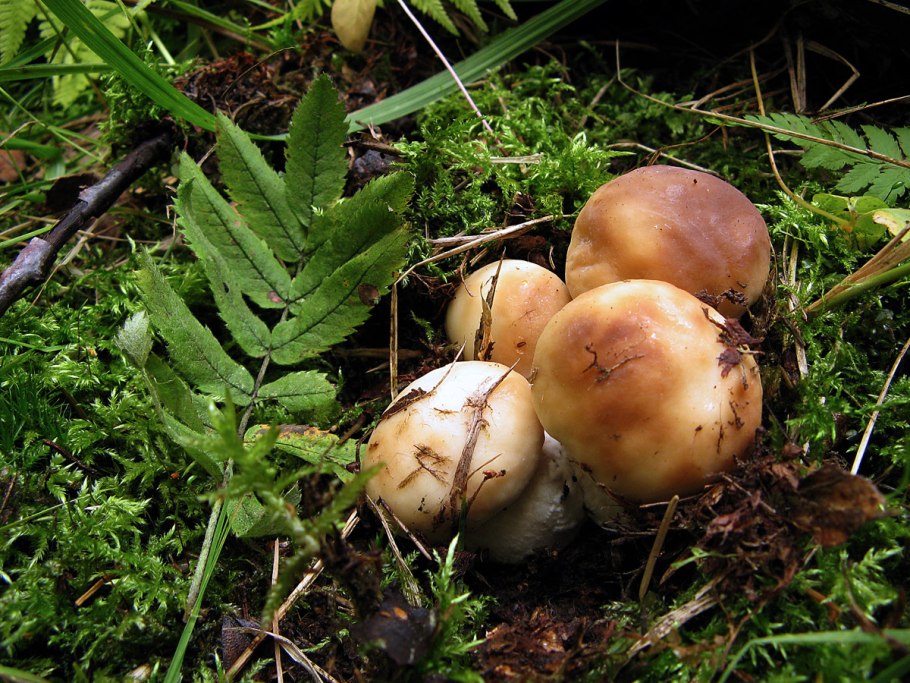 Луговой белый гриб