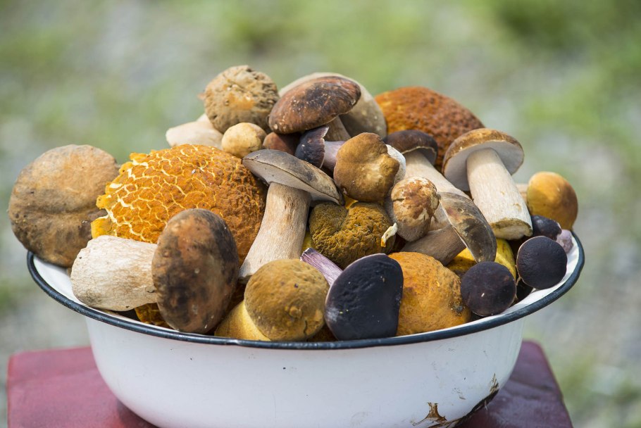 Лесные грибы на тарелке