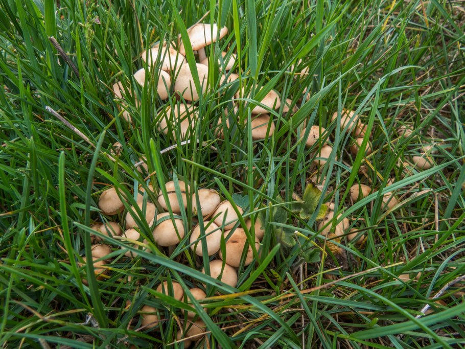 Опята полевые луговые