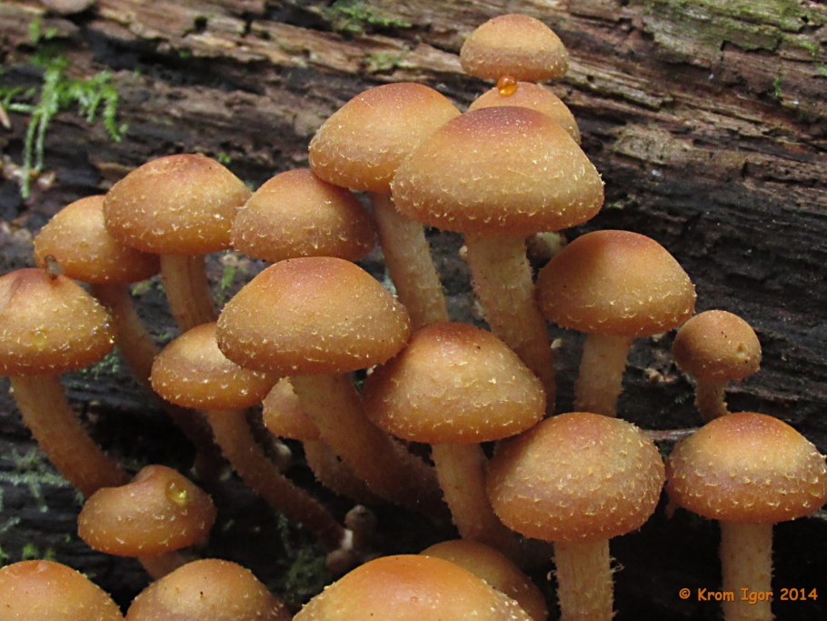 Опенок горчичный