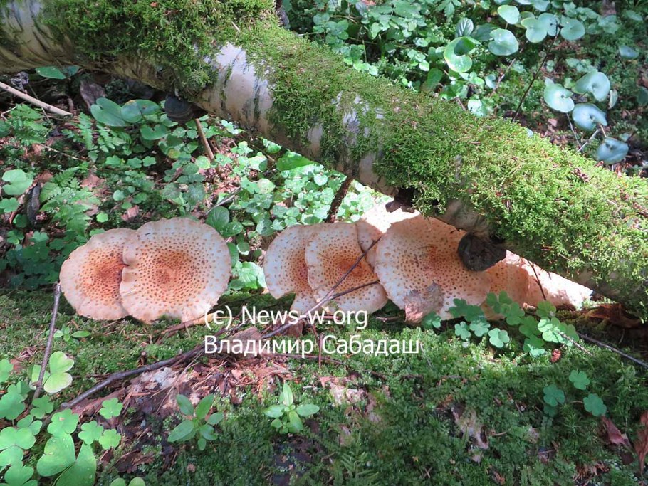 Королевские опята