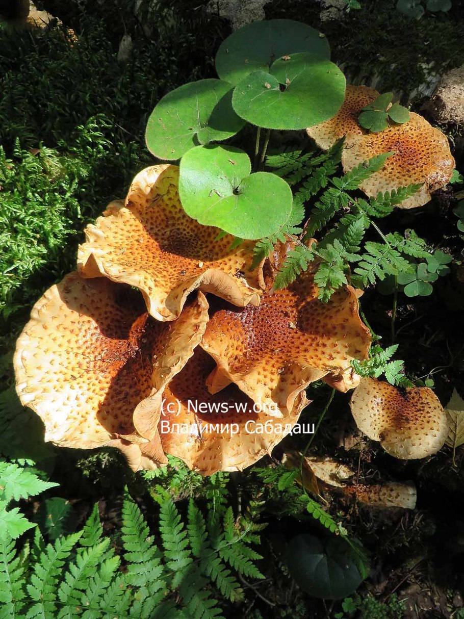 Опенок Королевский чешуйчатый