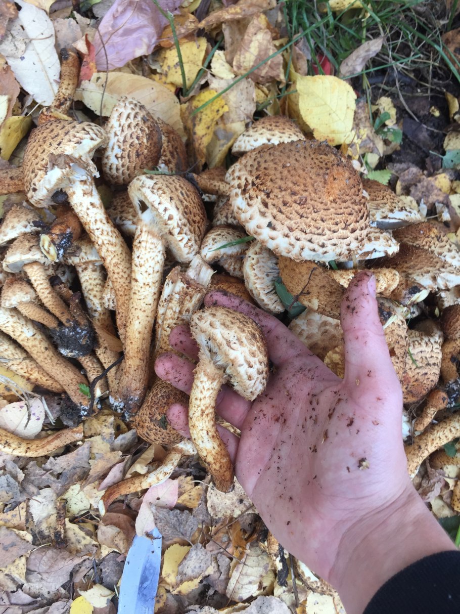 Королевские опята чешуйчатка золотистая