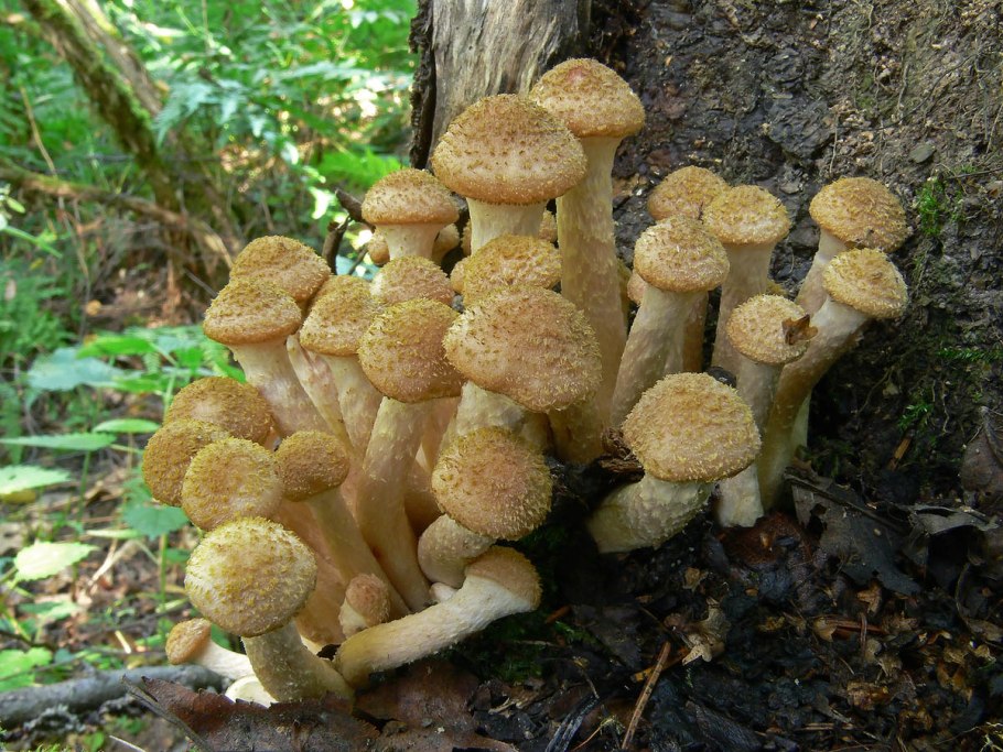 Королевские опята