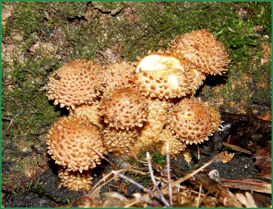 Грибы восточные