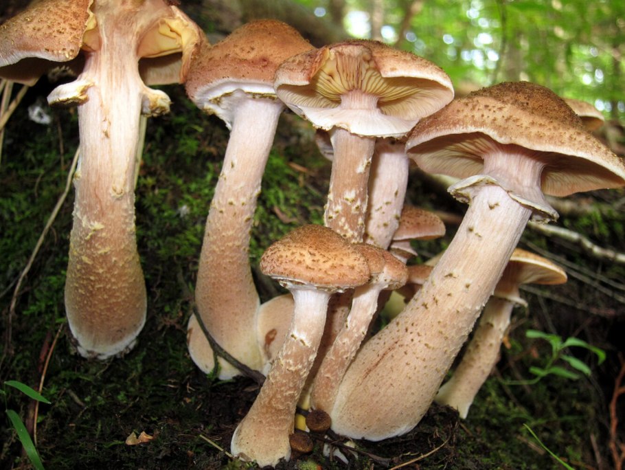 Опята Armillaria