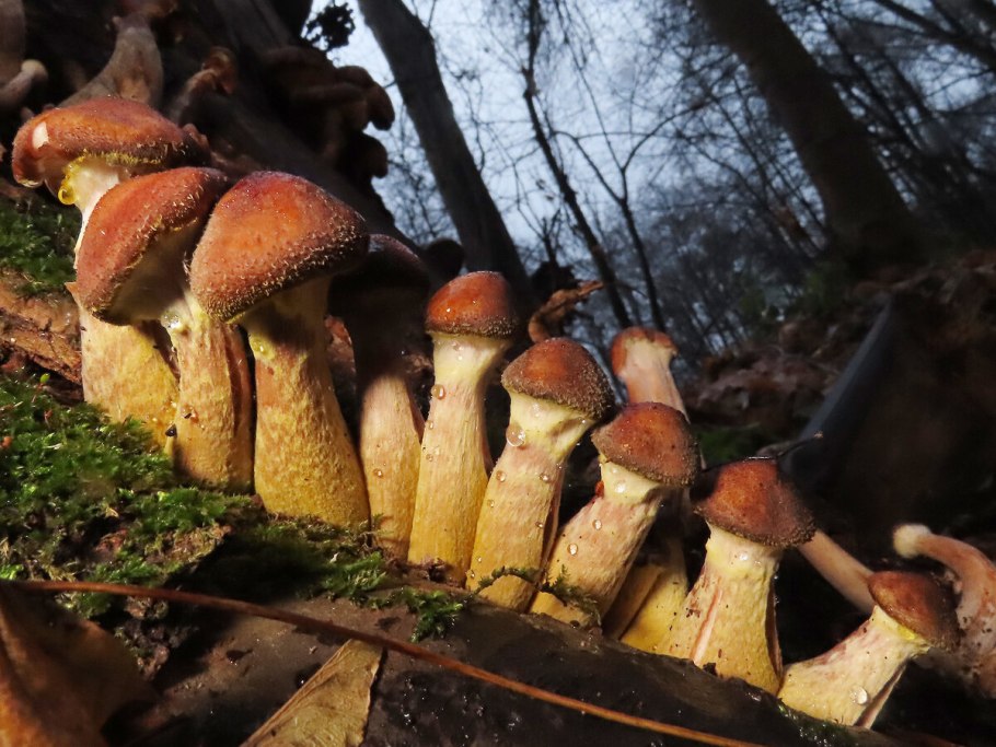 Опенок серопластинчатый Hypholoma capnoides