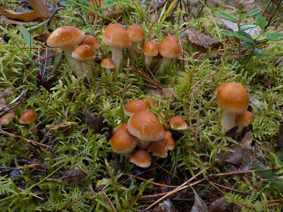 Осенние грибы чешуйчатка