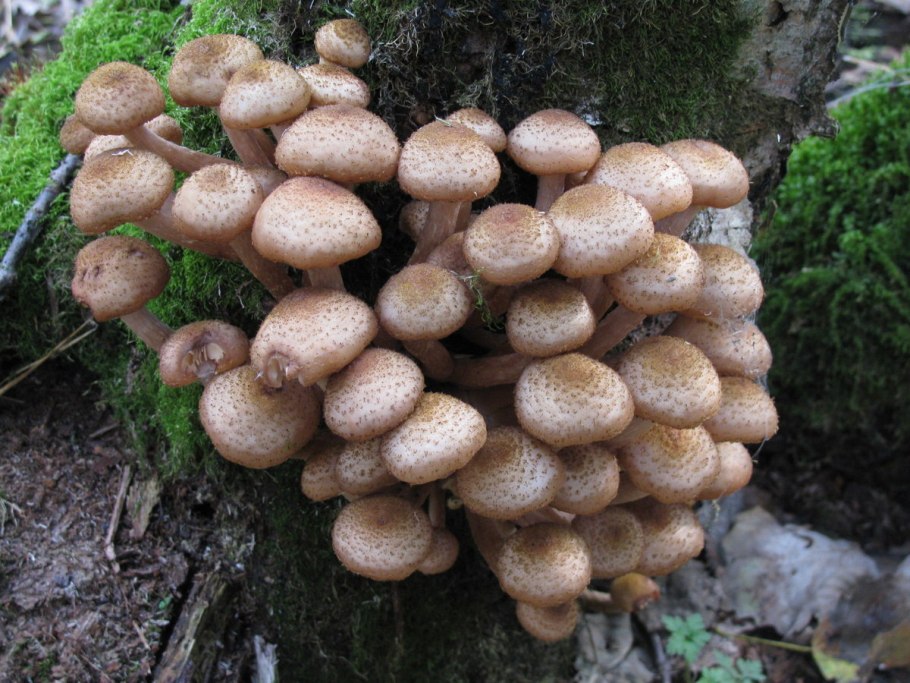 Armillaria mellea; Armillaria Borealis