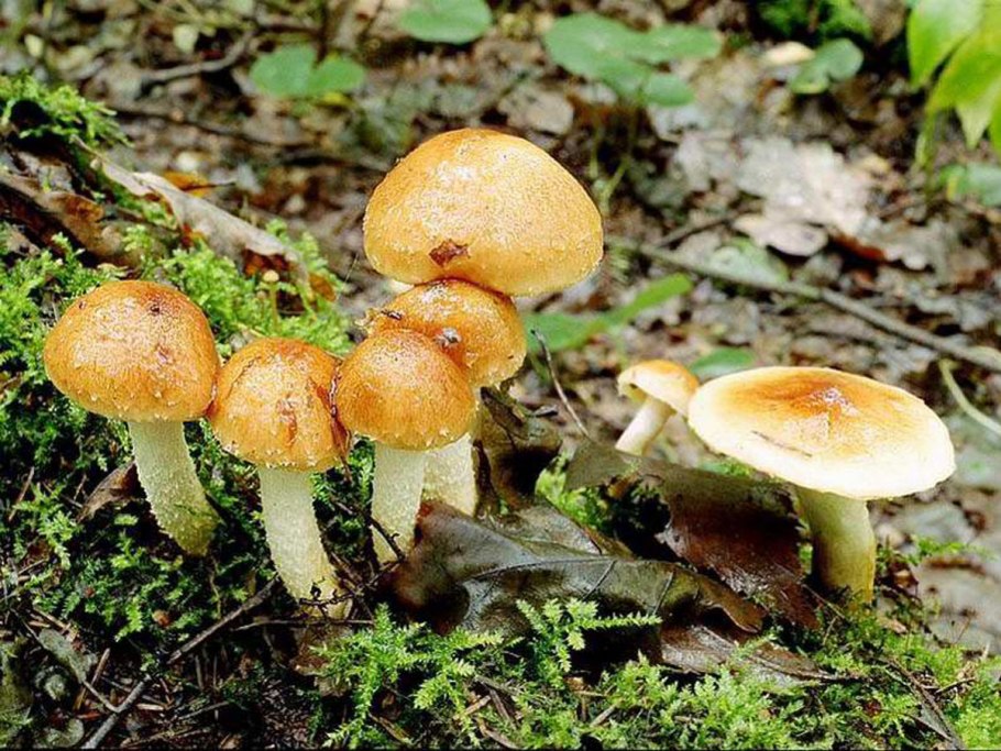 Чешуйчатка слизистая Pholiota lubrica