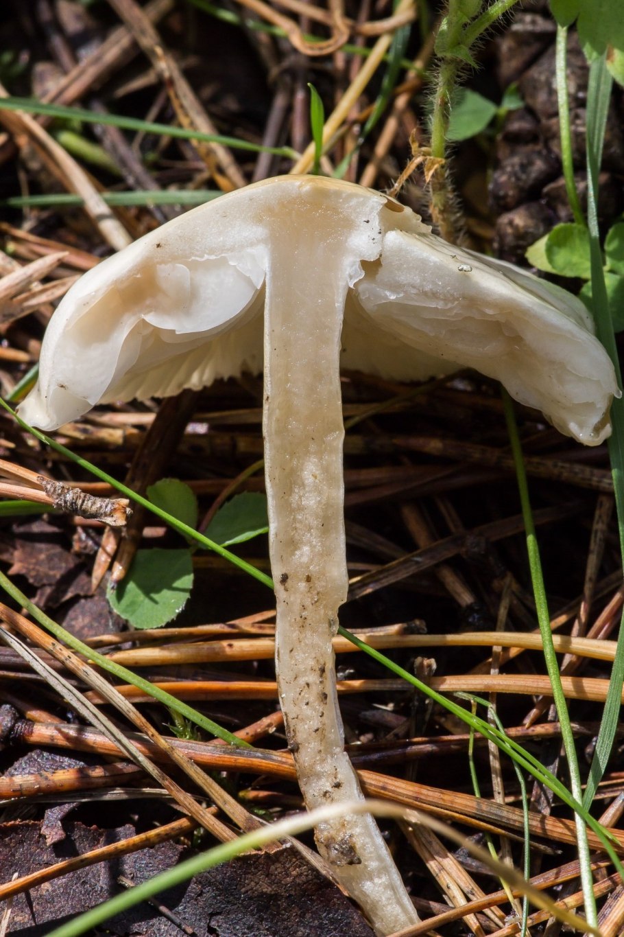 Лимацелла клейкая