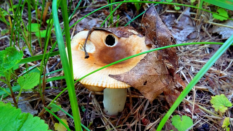 Гриб СЛИЗНЯК