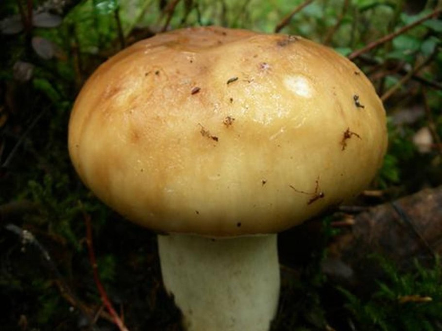 Валуй гриб съедобный