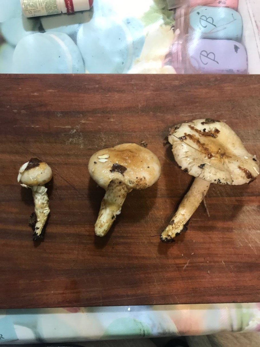 Гриб со скользкой шляпкой