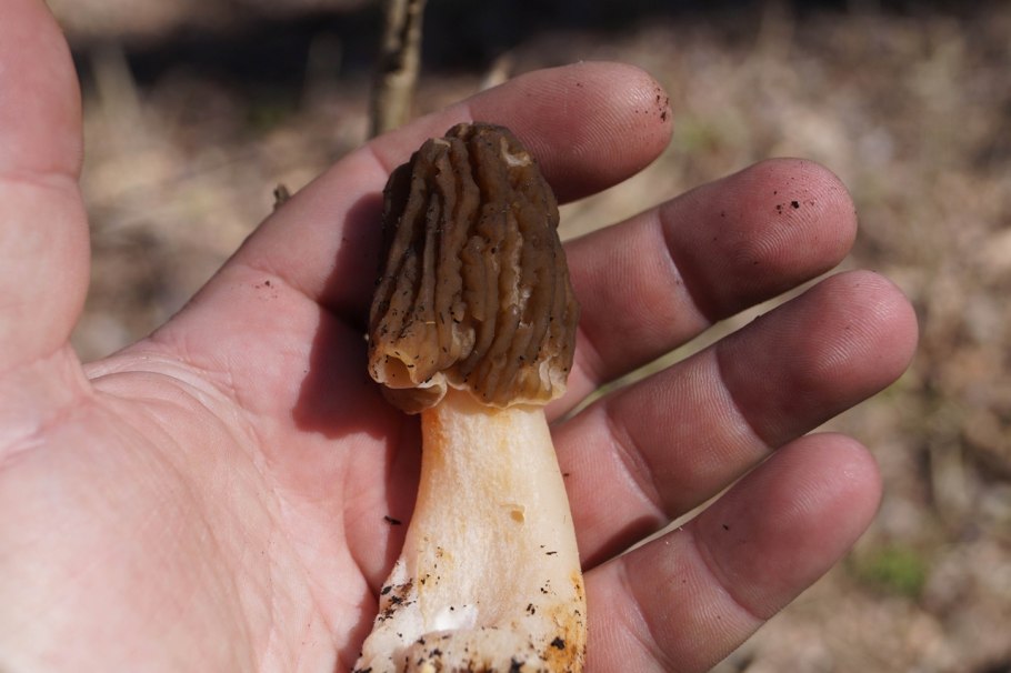 Гриб курица Краснодарский край