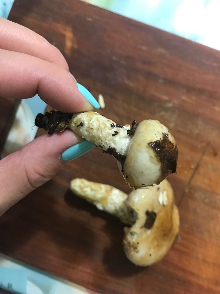 Грибы с сдлизкой шляпкой